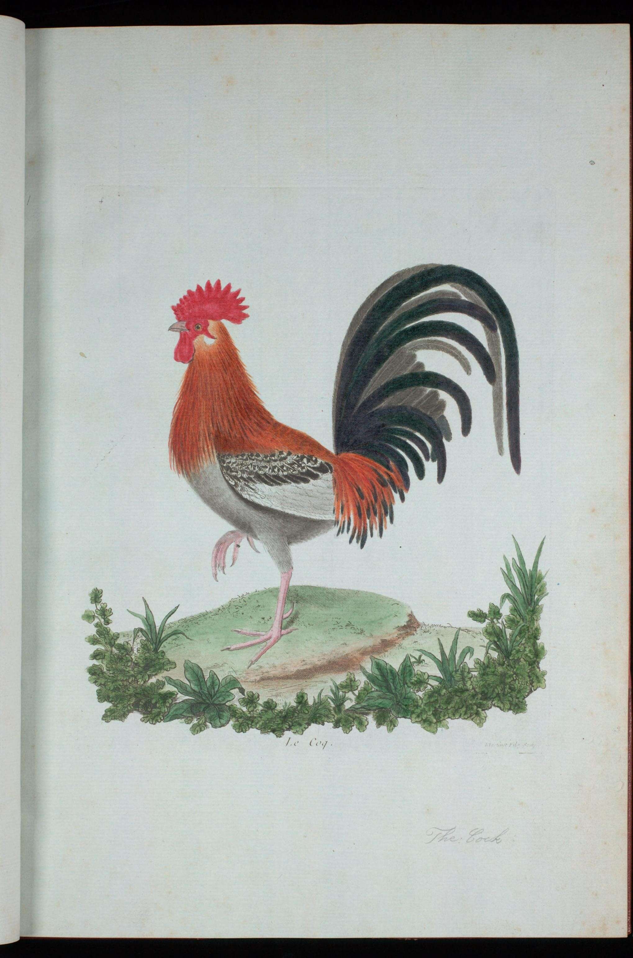 Image of Red Junglefowl