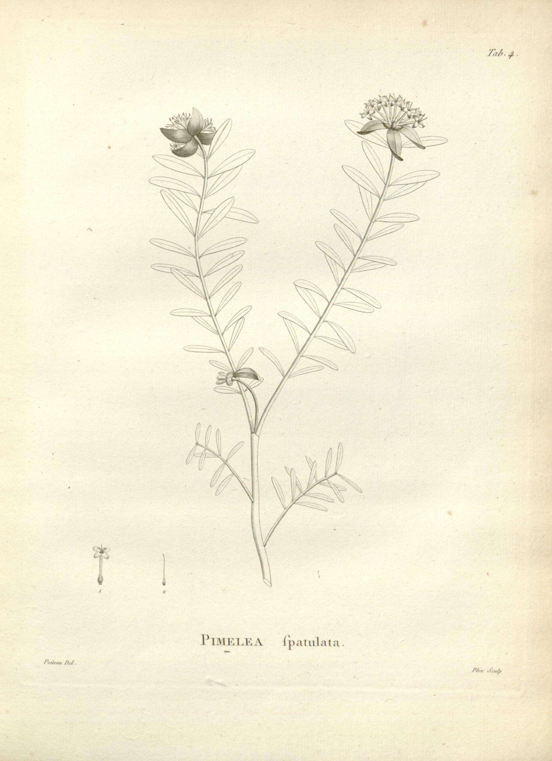 Image of Pimelea linifolia subsp. linifolia