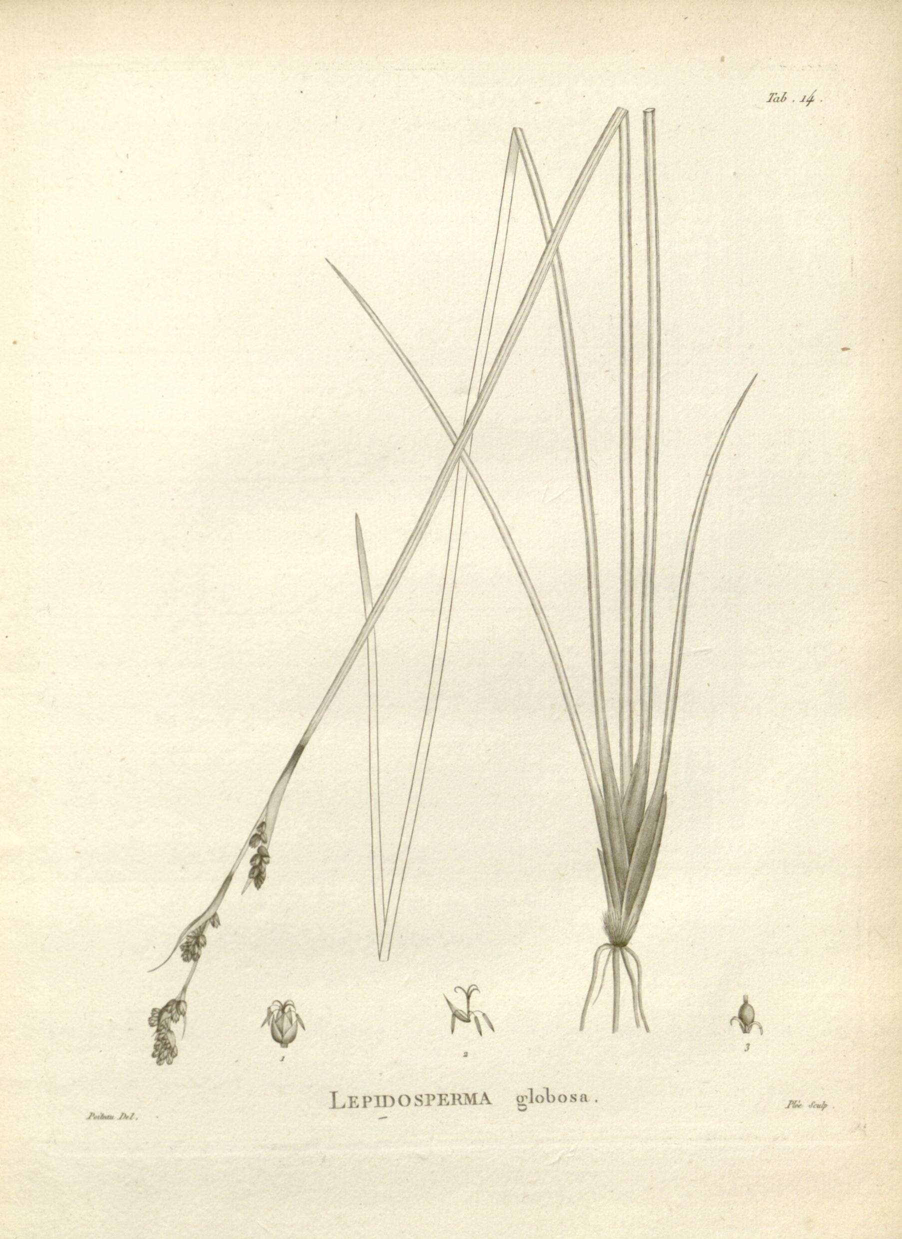 Image of Lepidosperma globosum Labill.