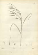 Imagem de Bromus arenarius Labill.