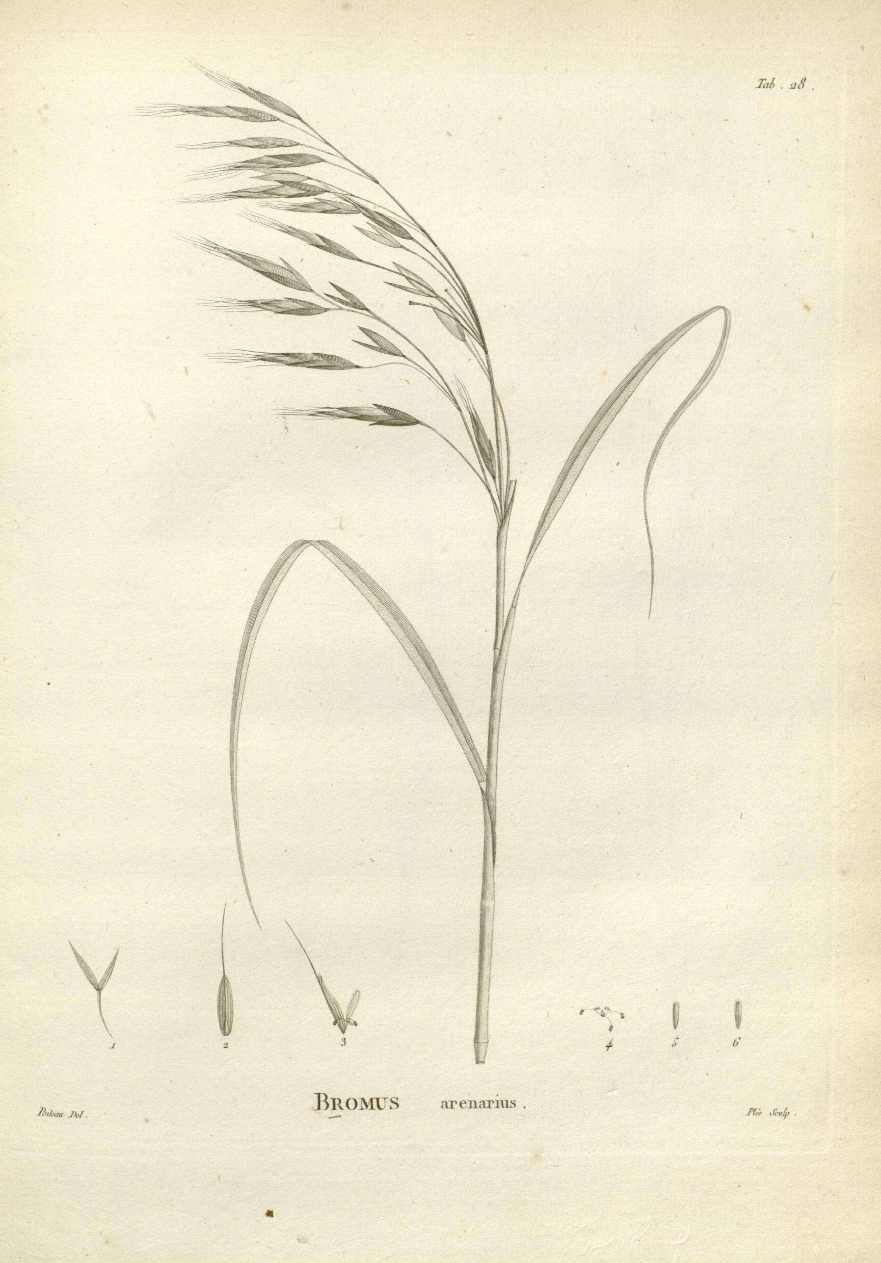 Imagem de Bromus arenarius Labill.