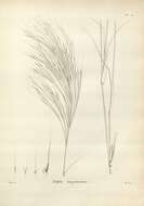 Image of Australian needlegrass