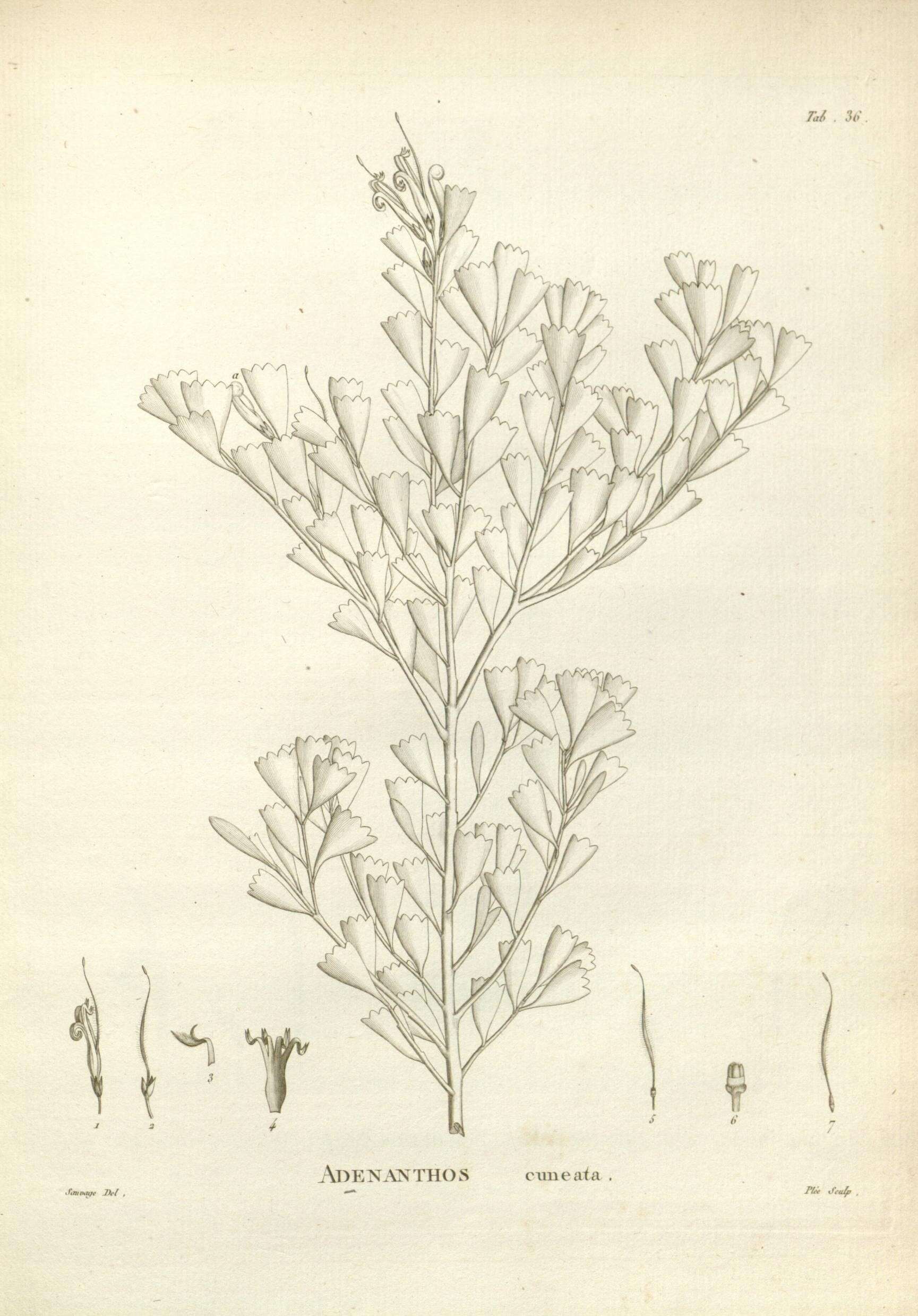 Image of Adenanthos cuneatus Labill.