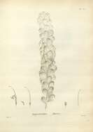 Image of Adenanthos obovatus Labill.