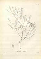 Image of Hakea clavata Labill.