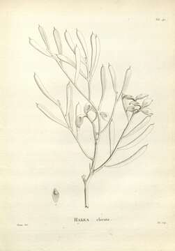 Imagem de Hakea clavata Labill.