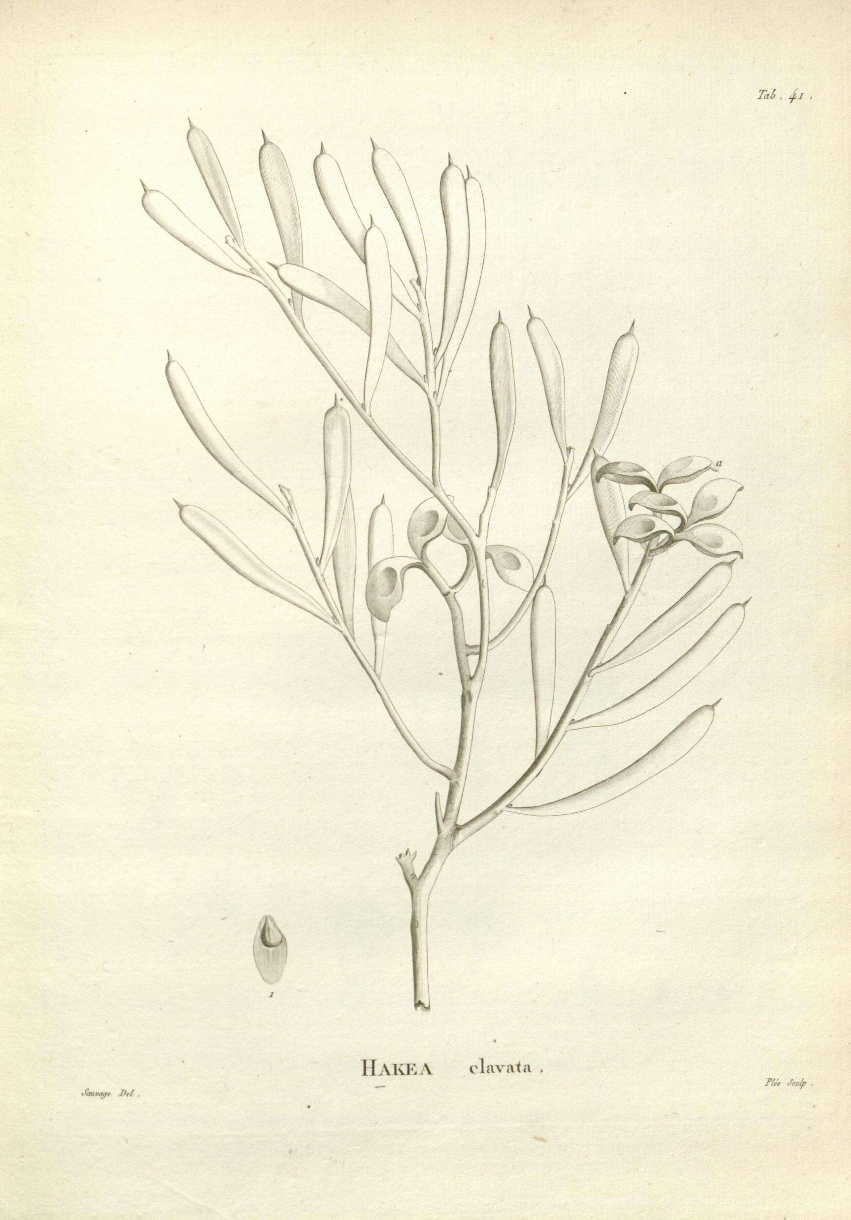 Image de Hakea clavata Labill.