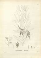 Image of Lomatia tinctoria (Labill.) R. Br.