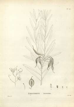 Image of Lomatia tinctoria (Labill.) R. Br.