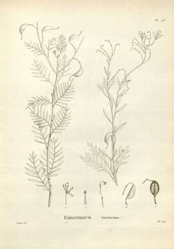 Image of Lomatia tinctoria (Labill.) R. Br.