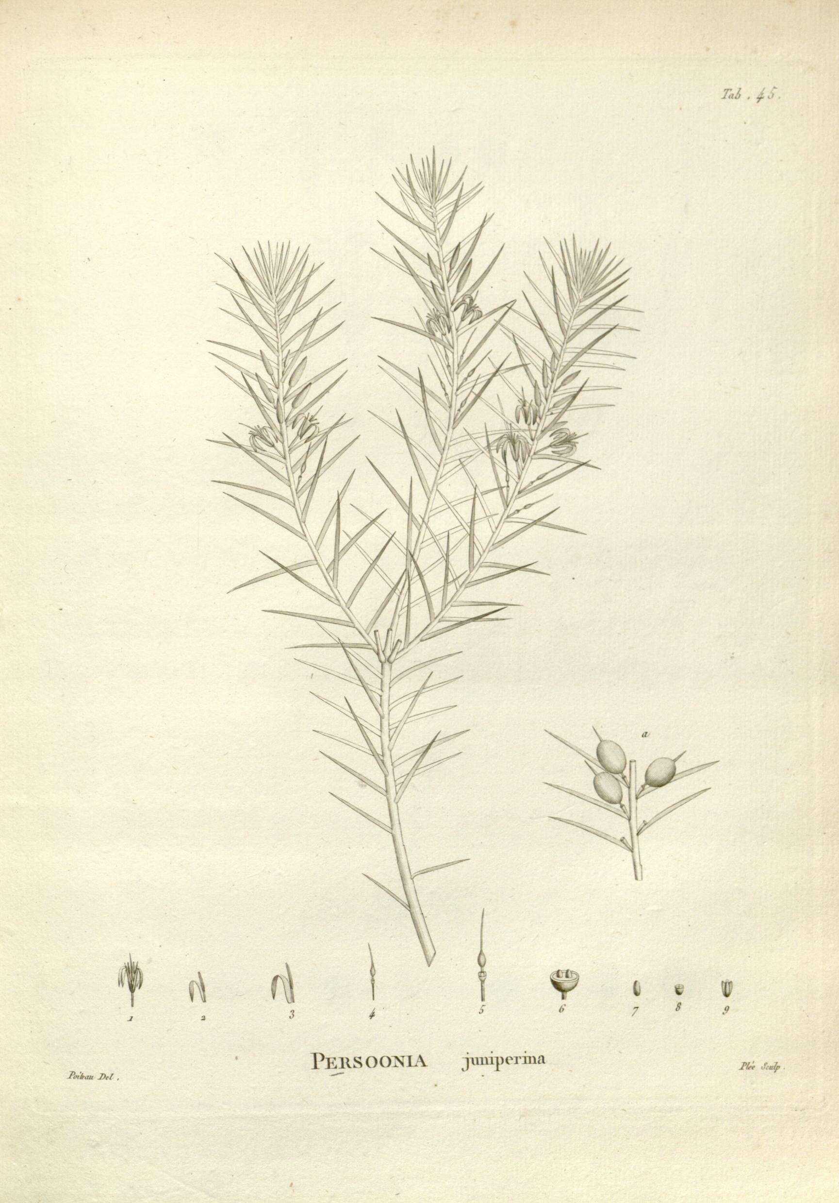 Image of Persoonia juniperina Labill.