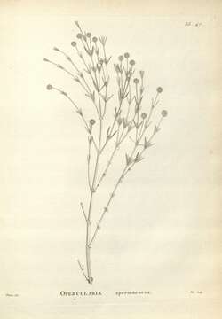 Image of Opercularia spermacocea Juss.