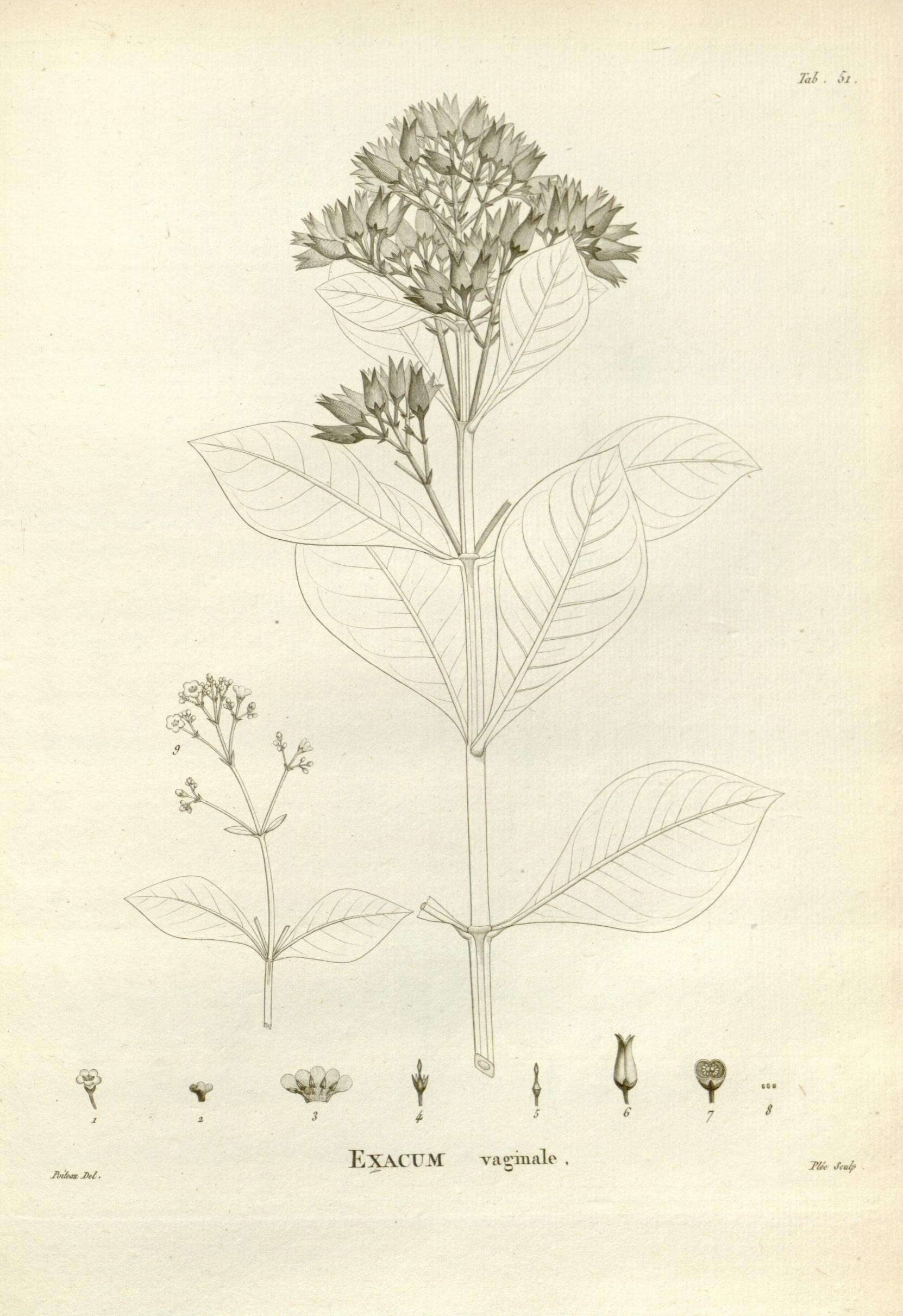 Image of Logania vaginalis (Labill.) F. Müll.