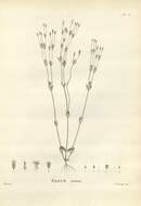 Image of Sebaea ovata (Labill.) R. Br.