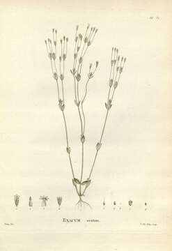 Image of Sebaea ovata (Labill.) R. Br.