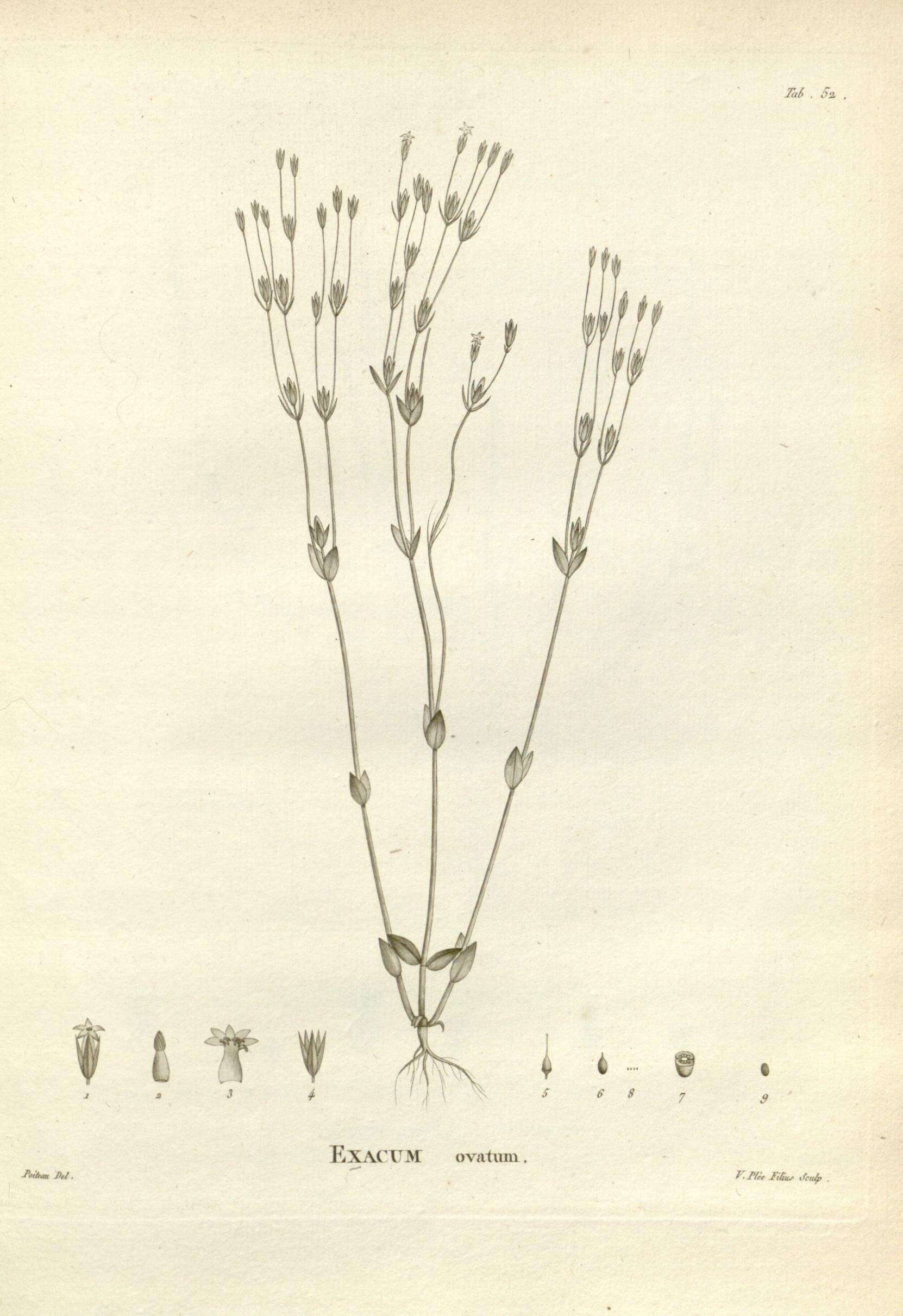 Image of Sebaea ovata (Labill.) R. Br.