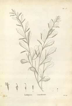 Image of Lobelia anceps L. fil.