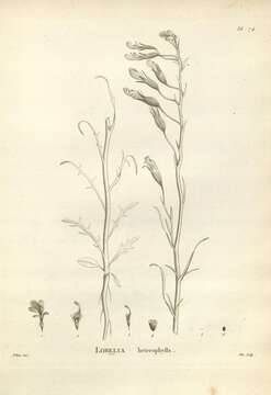 Image of Lobelia heterophylla Labill.