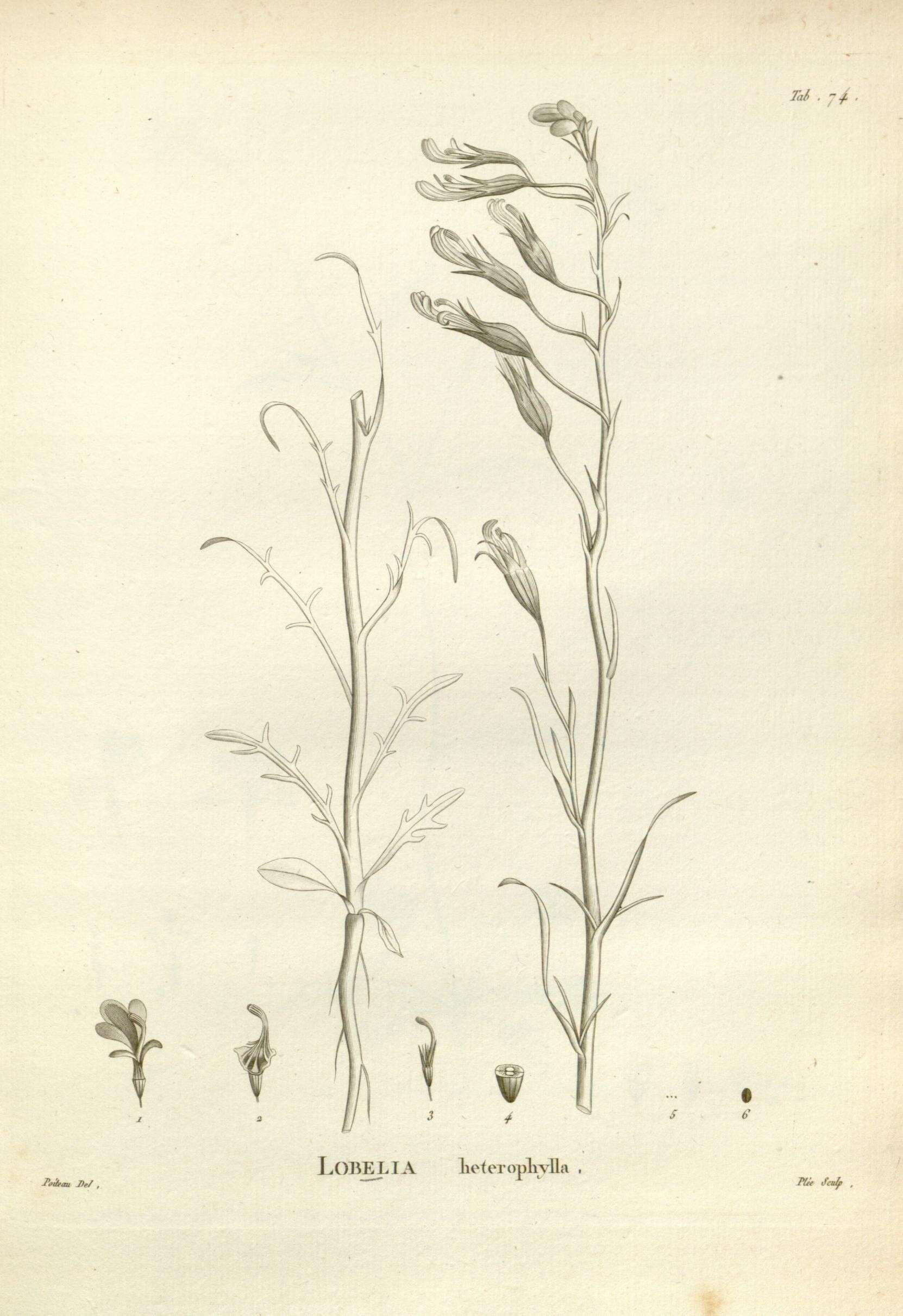 Image de Lobelia heterophylla Labill.
