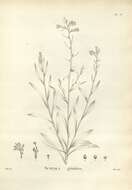 Image of Scaevola globulifera Labill.