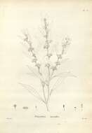 Image of Myoporum tetrandrum (Labill.) Domin