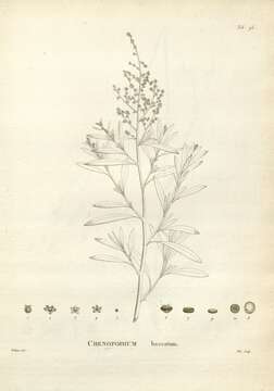 Image of berry saltbush