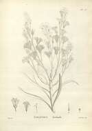 Image of Nuytsia floribunda (Labill.) R. Br.