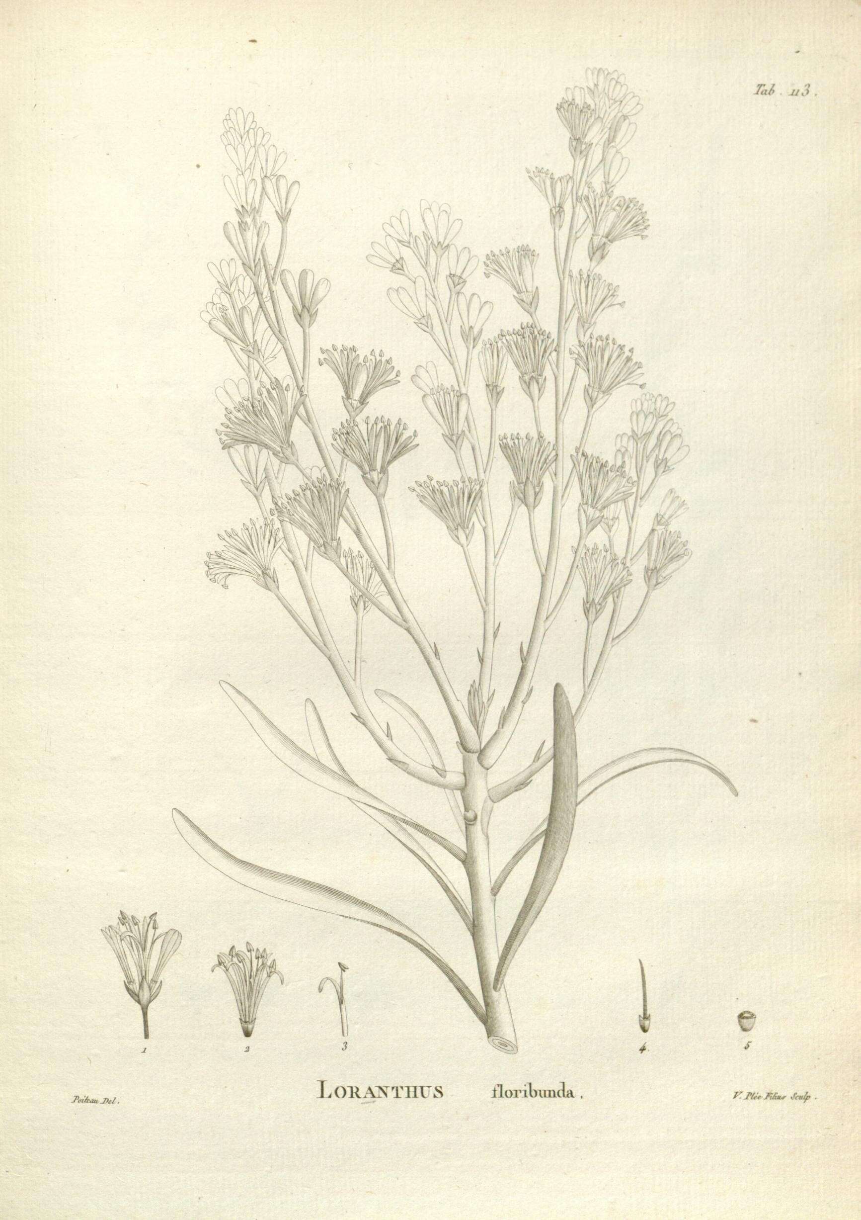 Image of Nuytsia floribunda (Labill.) R. Br.