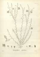 Image of Tetratheca glandulosa Smith