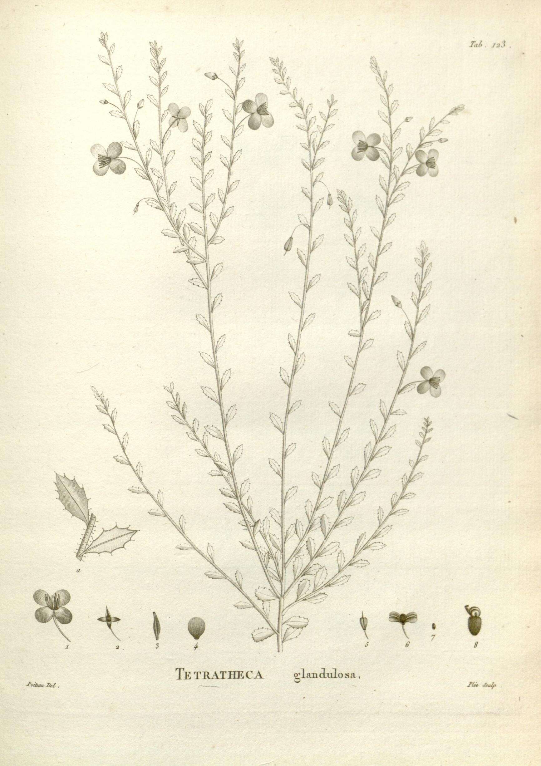Image of Tetratheca glandulosa Smith