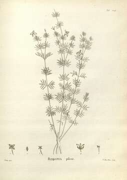 Image of Boronia pilosa Labill.