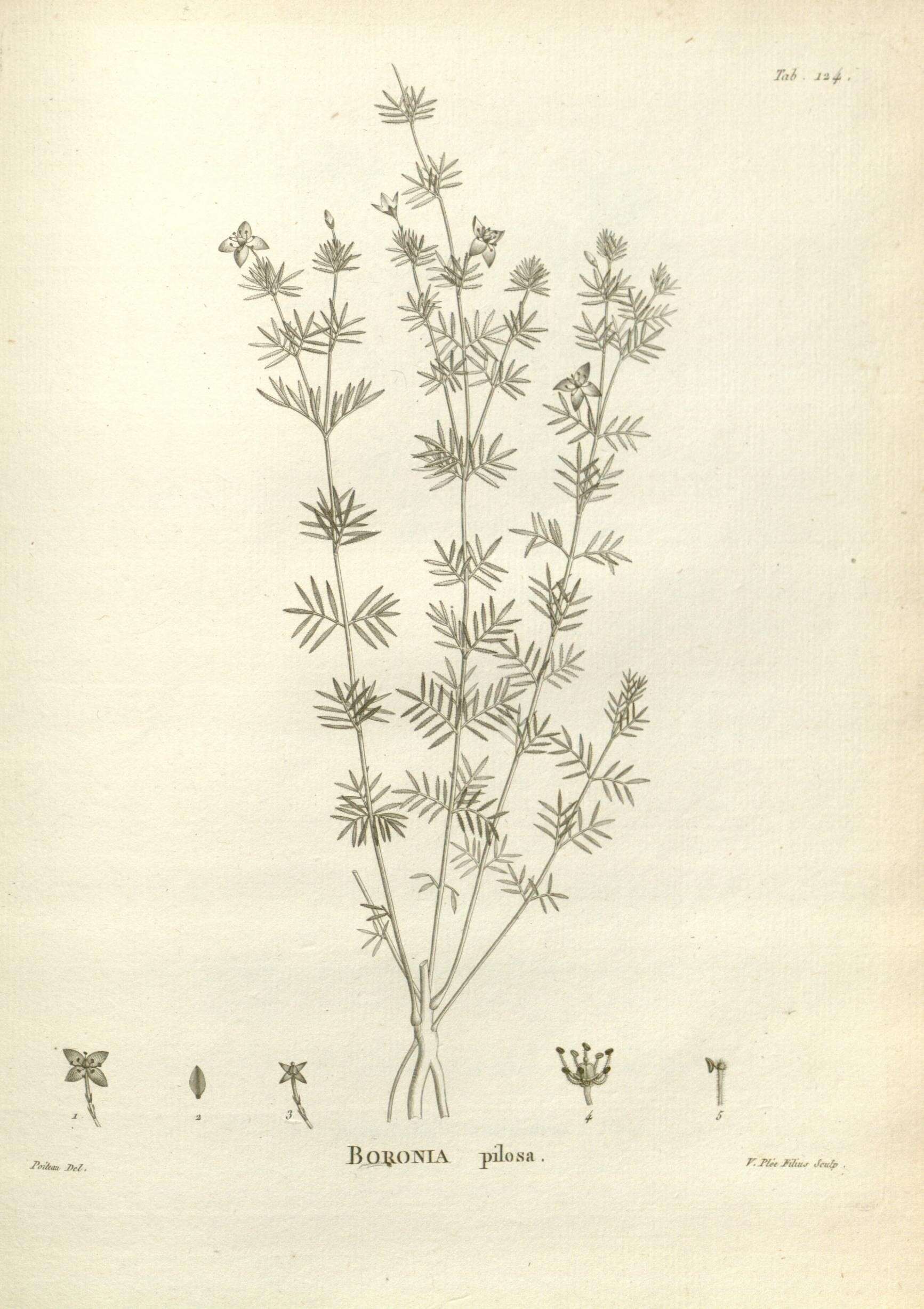 Image of Boronia pilosa Labill.