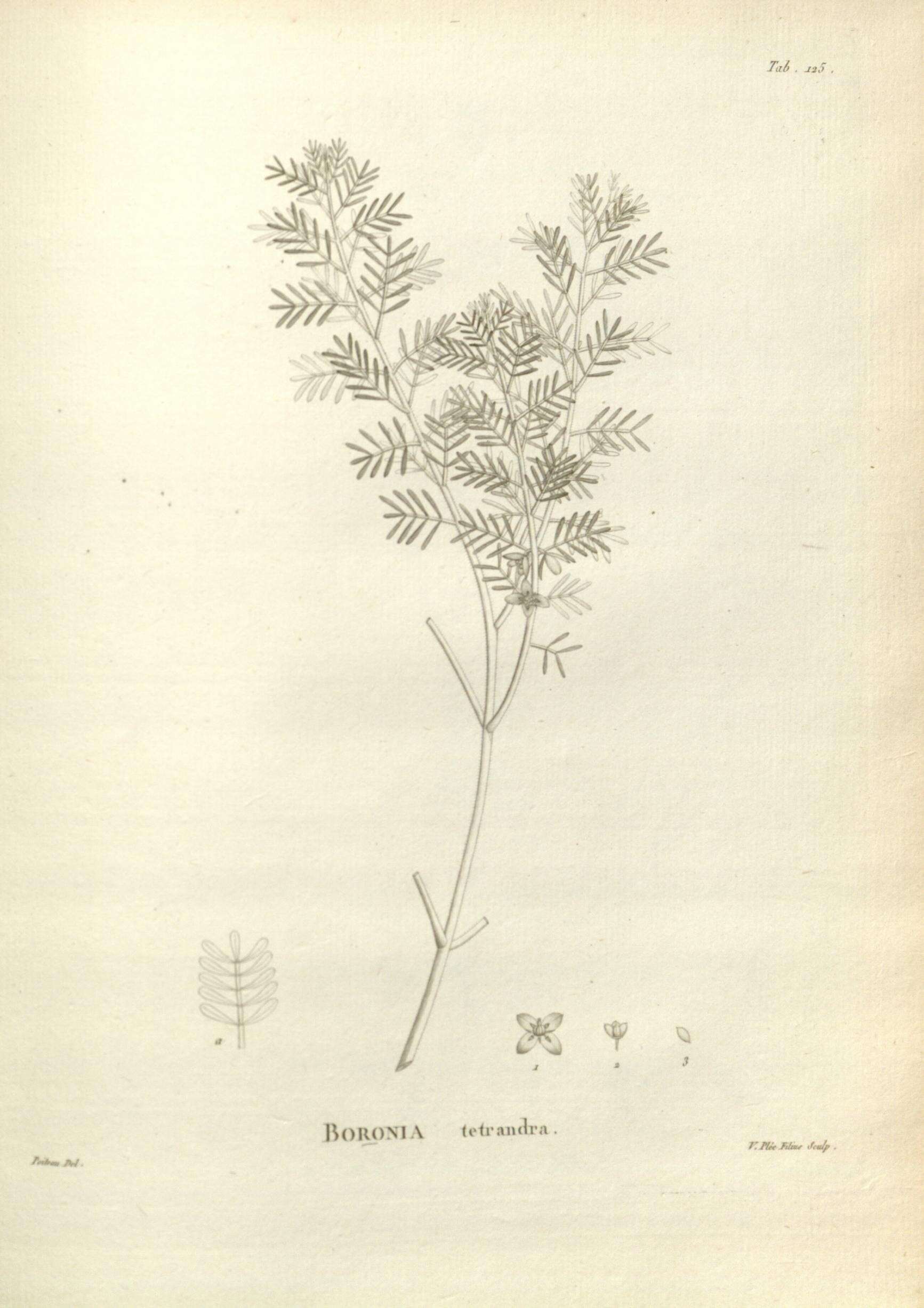 Image of yellow boronia