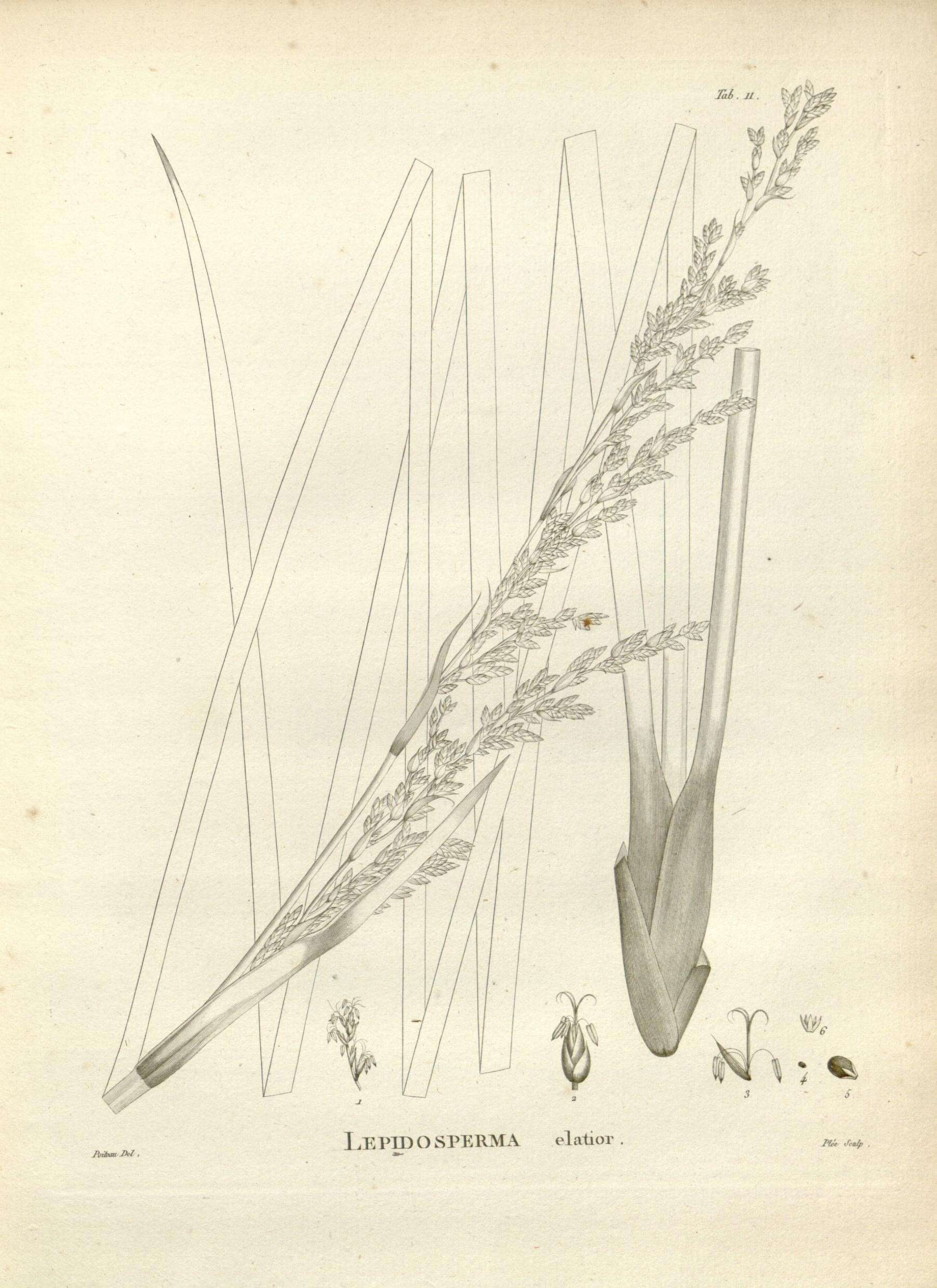 Image of Lepidosperma elatius Labill.