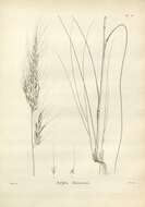 Image of Austrostipa flavescens (Labill.) S. W. L. Jacobs & J. Everett