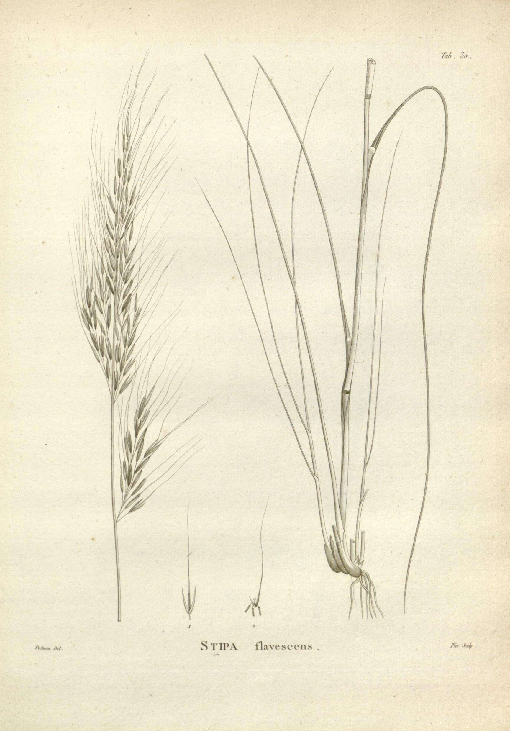 Image of Austrostipa flavescens (Labill.) S. W. L. Jacobs & J. Everett