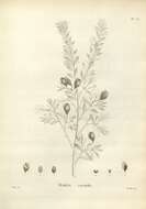 Image of Hakea ruscifolia Labill.
