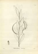 Image of Telopea truncata (Labill.) R. Br.