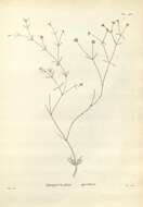 Image of Opercularia apiciflora Labill. ex Juss.