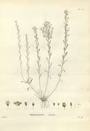 Image of Samolus repens (J. R. & G. Forst.) Pers.