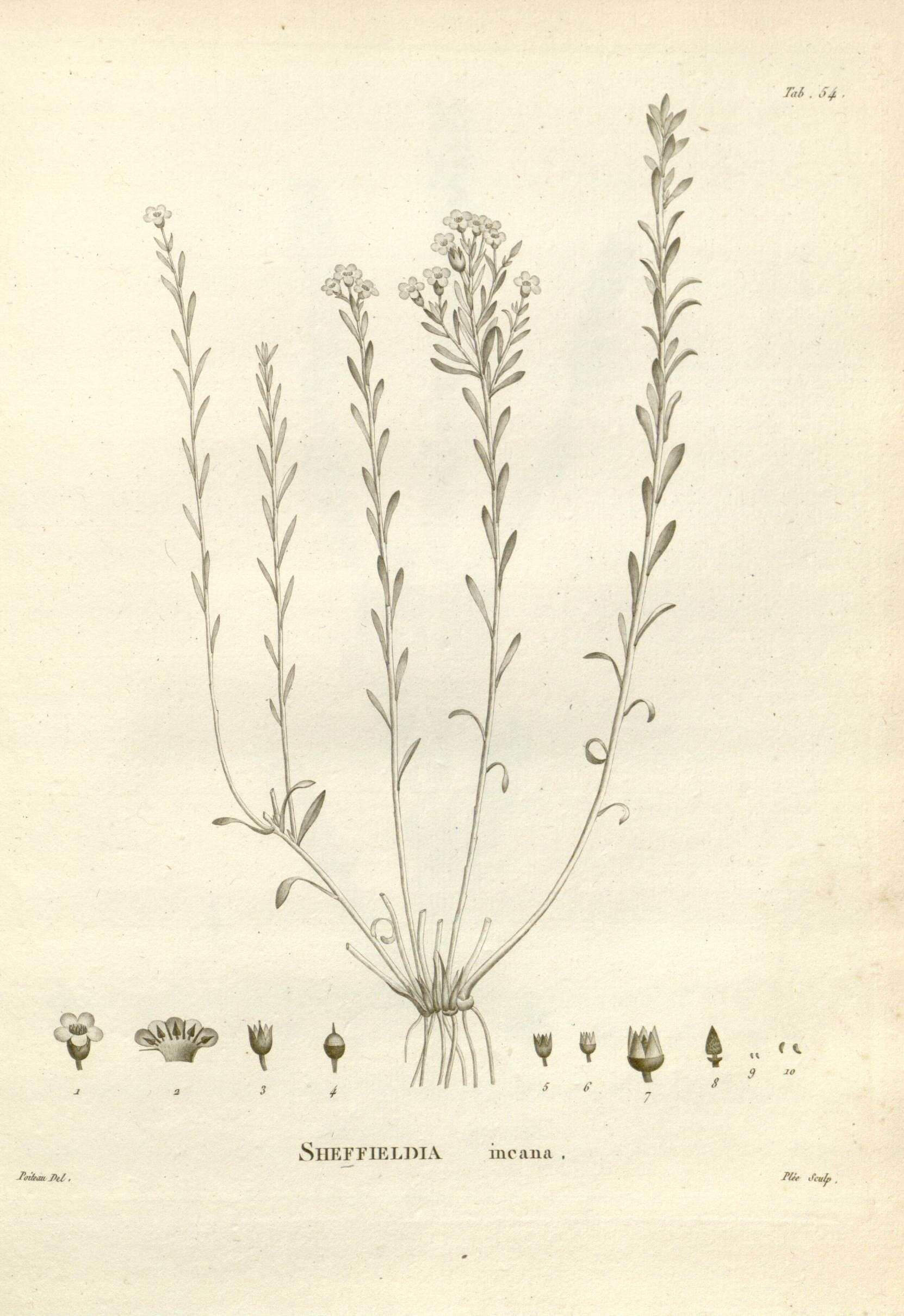 Image of Samolus repens (J. R. & G. Forst.) Pers.