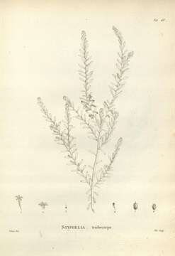 Image of Leucopogon ericoides (Sm.) R. Br.