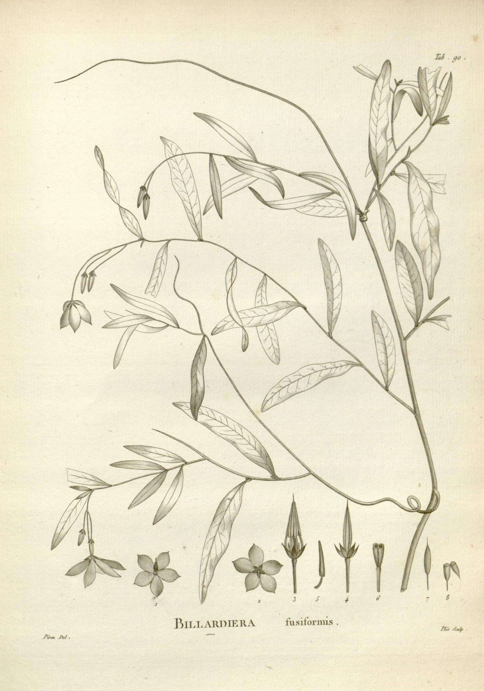 Image de Billardiera heterophylla (Lindl.) L. W. Cayzer & Crisp