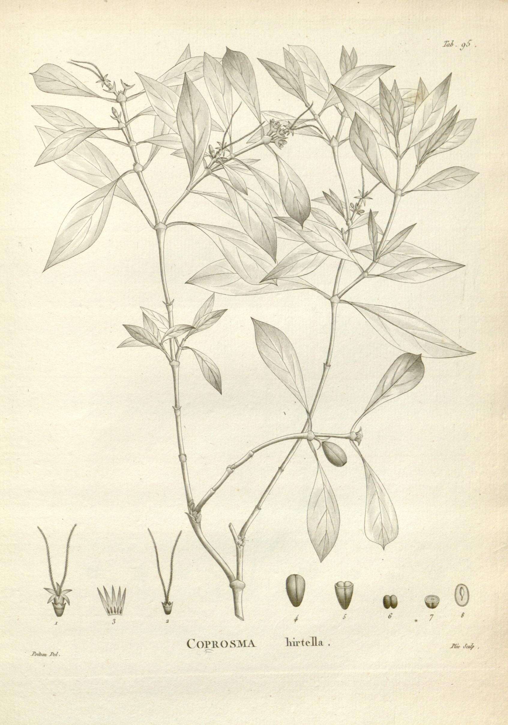 Image of Coprosma hirtella Labill.