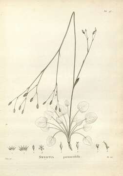 Image of Ornduffia parnassifolia (Labill.) Tippery & Les