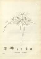 Eryngium vesiculosum Labill. resmi