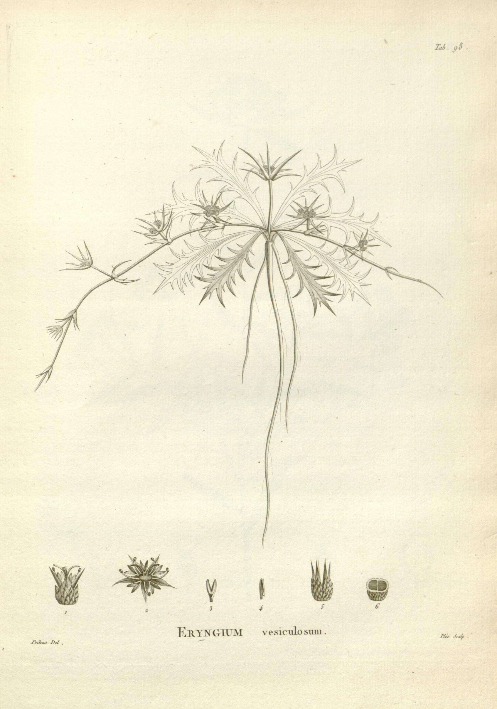 Image of Eryngium vesiculosum Labill.