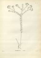 Image of Platysace lanceolata (Labill.) Druce