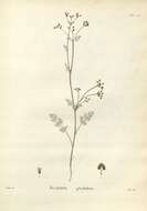 Слика од Daucus glochidiatus (Labill.) Fischer, C. Meyer & Ave Lall.