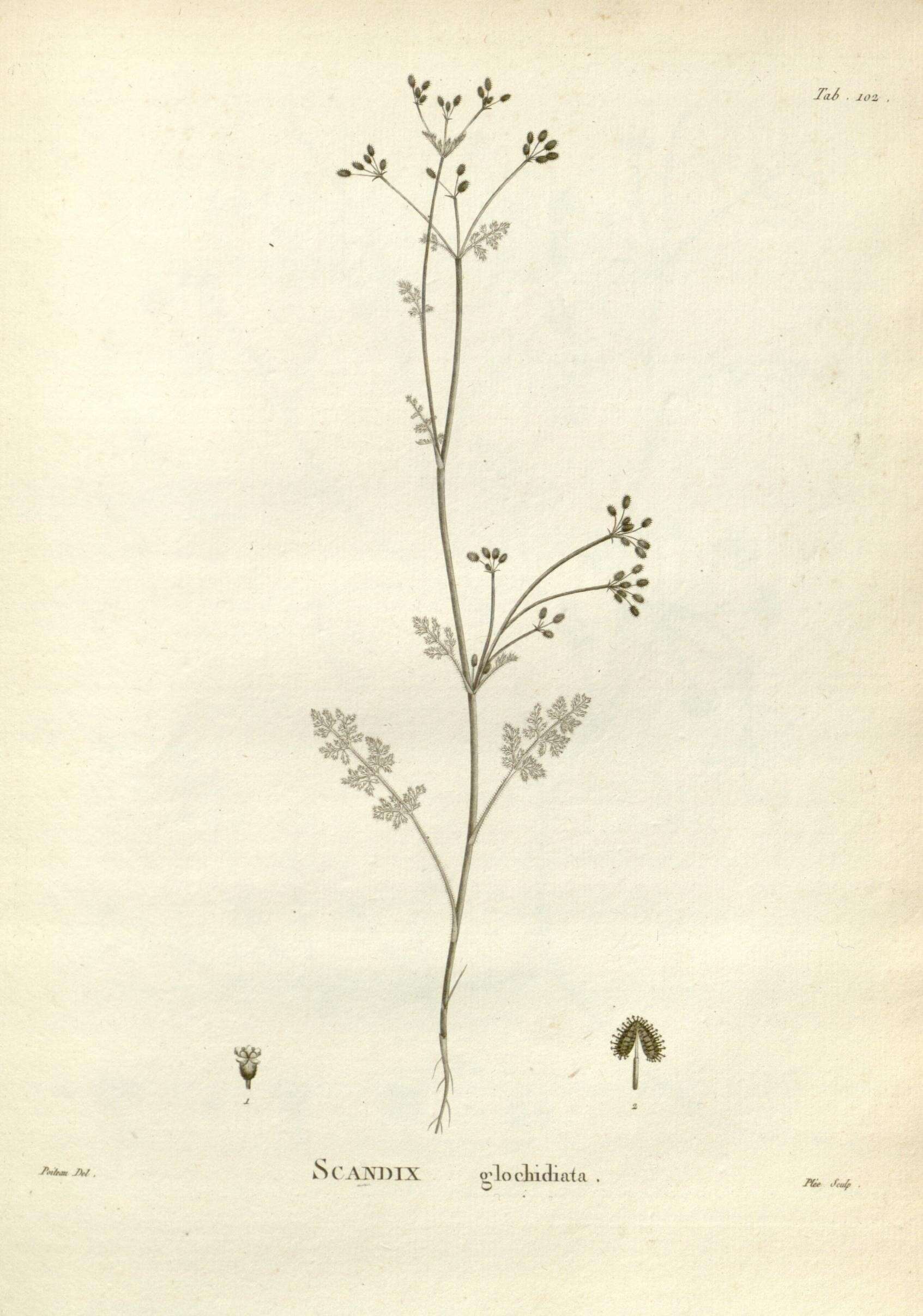 Imagem de Daucus glochidiatus (Labill.) Fischer, C. Meyer & Ave Lall.